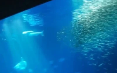 La più grande lastra di PLEXIGLAS ® al mondo